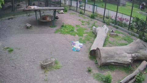 Tigers are resting on a swing after hard day in a cage Stock Footage 154998366