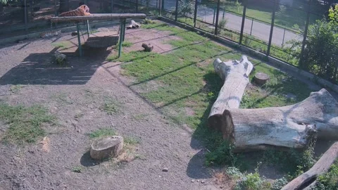 Tigers are resting on the swing Video stock 157967933