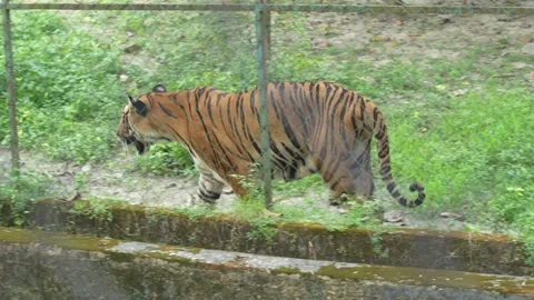 Tigers are roaming around the zoo. Stock Footage 329624751