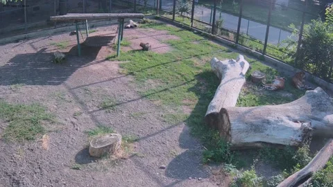 Tigers are sleeping on the shadow Stock Footage 157967935