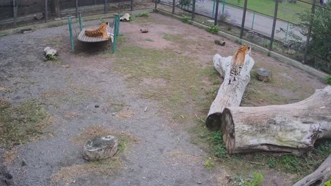 Tigers are waiting for dinner Video stock 163356265