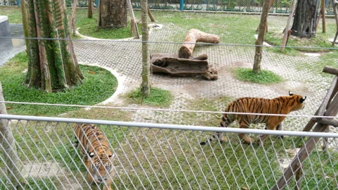 Tigers are walking in tiger zoo behind the fence Stock Footage