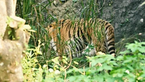 Tiger's back in Zoo Stock-Footage 203191511