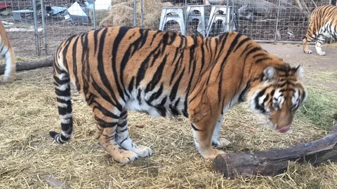 Tigers in the cage. Close up. Stock Footage 85636750