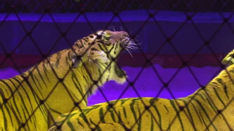 Tigers in a cage.Circus. Dangerous predator. Video stock 90007095