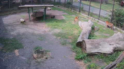 Tigers chilling on the cage Stock Footage 157808199