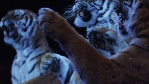 Tigers in Circus Stock Footage 72145846
