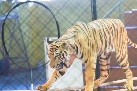 Tigers in circus Stock Photos