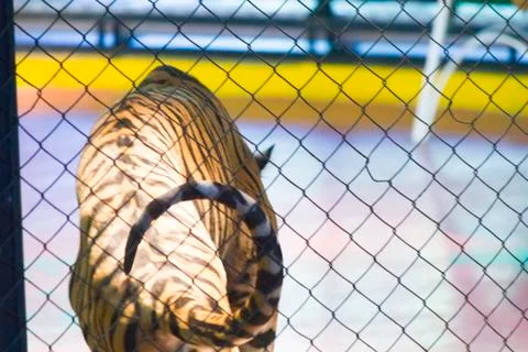 Tigers in circus Stock Photos