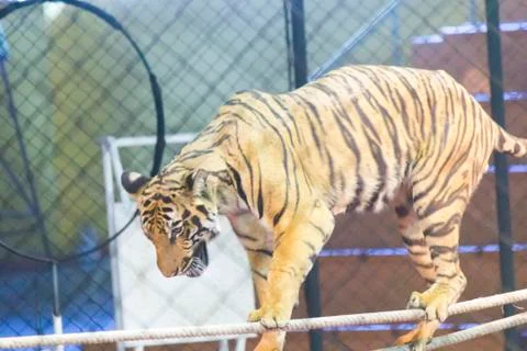 Tigers in circus Stock Photos