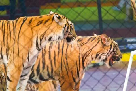 Tigers in circus Stock Photos