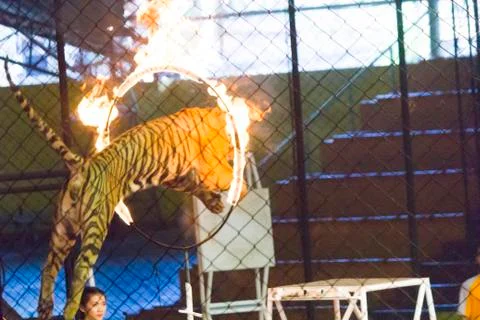 Tigers in circus Stock Photos