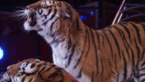 Tigers in Circus in slow motion Video stock 72143769