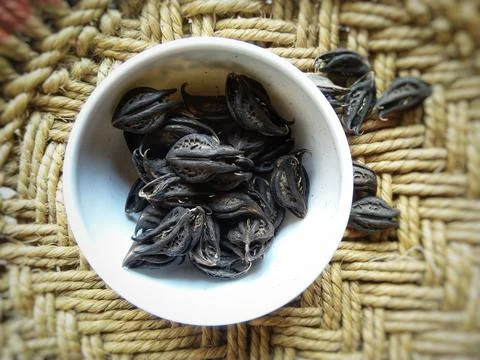 Tiger's Claw, Devil's Claw (Martynia annua L.), seeds. Stock Photos