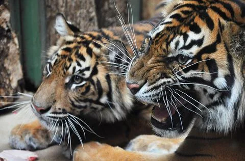 Tigers control their territory Stock Photos
