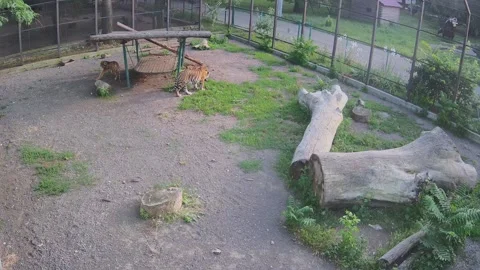 The tigers did not divide the place and went to different corners of the cag Stock Footage 156445926