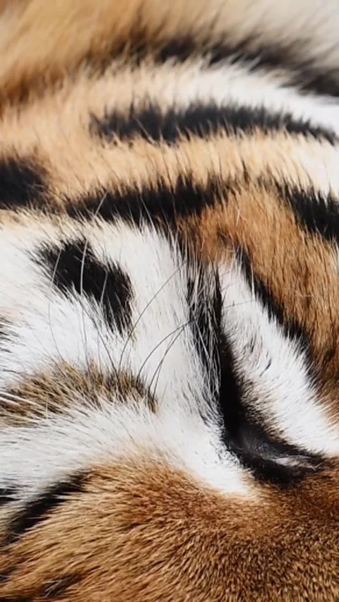 Tiger's eye 스톡 동영상 321260153