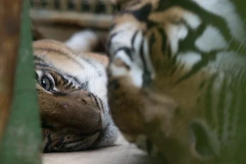 Tiger's Eye Stock Photos