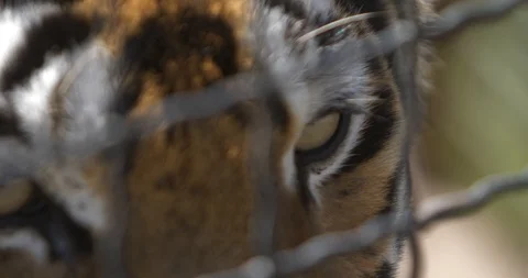 Tiger's eyes behind the cell grid Stock Footage 91401465