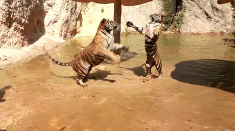 Tigers fight aggression Vídeo Stock 49268665