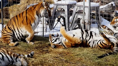 Tigers fighting in the cage. 4K. Stock Footage 86256157
