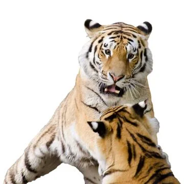 Tigers fighting Stock Photos