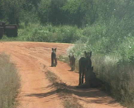 Tigers Video stock 558073