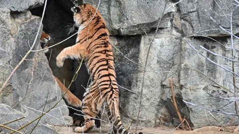 Tigers Video stock 106440236