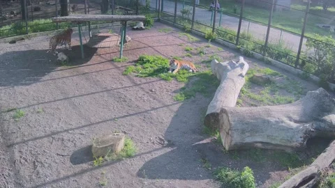 Tigers get bored sitting in a cage Stock Footage 154589407