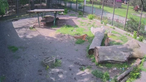 Tigers having a rest in the cage Stock Footage 155287964