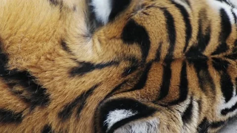 Tiger's head, close-up Stock Footage 94567641