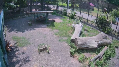 Tigers hid in different corners from the sun Stock Footage 157432696