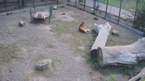 Tigers just having rest on the cage Stock Footage 162733075
