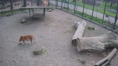 Tigers just looking for smells Video stock 152766733