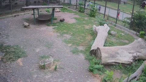 Tigers just rest in a cage Stock Footage 157587668
