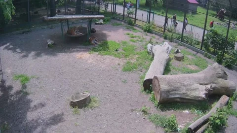 Tigers just rest on one hot day Stock Footage 155341645