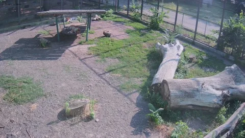 Tigers just resting in the cage Video stock 157270222