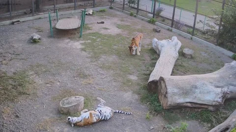 Tigers just  resting on the cage Stock Footage 162732933