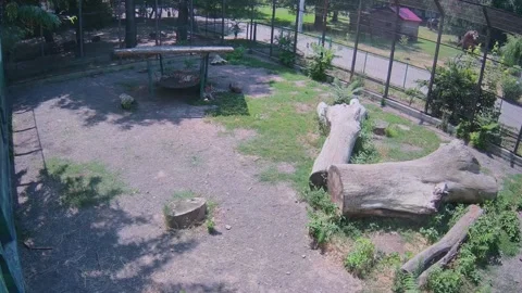 Tigers just resting in the shadow Stock Footage 157270232