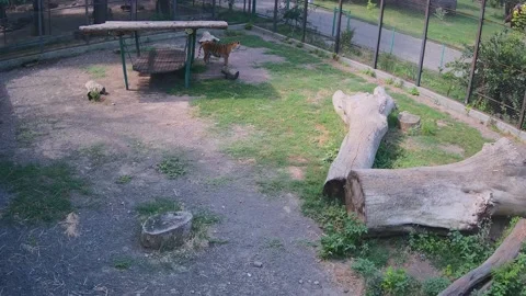 Tigers just stying in the cage Stock Footage 157967937