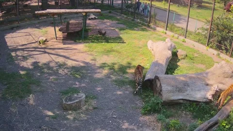 Tigers jyst laying on the cage Stock Footage 157967939