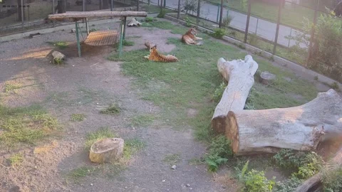 Tigers lay down on the lawn after a hot day Stock Footage 159062281
