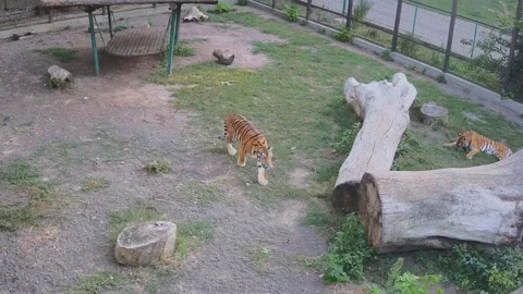Tigers lay down to rest after playing with each other Stock Footage 159220364