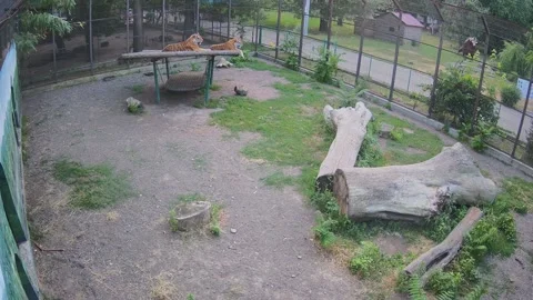 Tigers laying on the swing Stock Footage 157157707