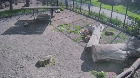 Tigers laying together in the cage Stock Footage 154241704