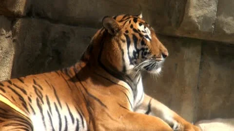 Tigers, Lions, Cubs, Felines, Animals, Wildlife Stock Footage