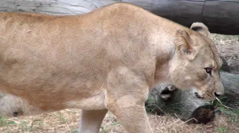 Tigers, Lions, Cubs, Felines, Animals, Wildlife Stock Footage