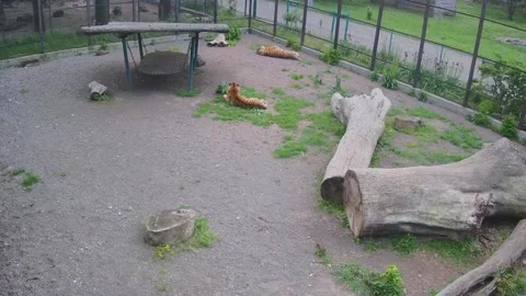 Tigers lying on the grass playing and indulging Stock Footage 154735986