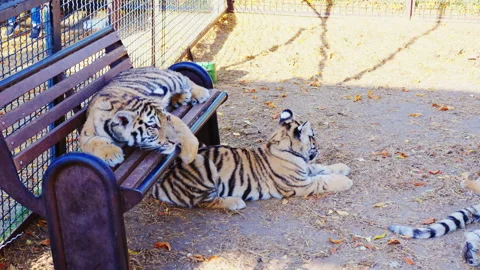 Tigers lying side by side in the zoo Video stock 154768502