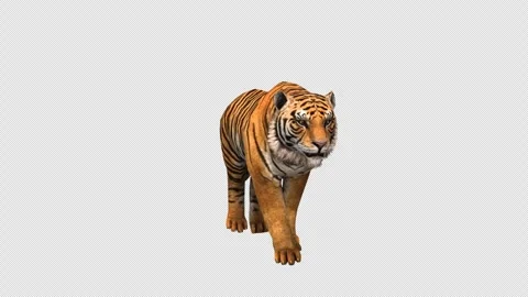 Tiger's moving on the alpha channel Stock Footage 278126258